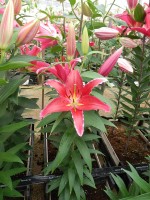 [5303 Red Empire No01.JPG]